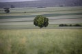 Green tree among fields Poland europa Royalty Free Stock Photo